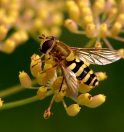 Hoverfly visiting Fennel