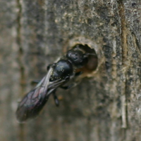 Harebell Bee, Chelostema campanularum