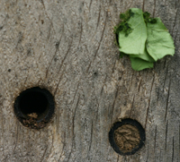 Nest cell of leafcutter Bee, Megachile