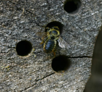 Leafcutter bee (Megachile) investigates tunnel in log