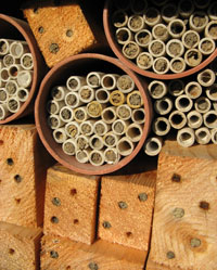 cardboard mason bee tubes