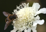 Small Scabious, Scabiosa columbaria ochroleuca, with a Drone Fly