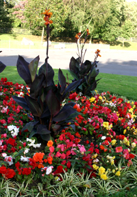 Bedding plants and Cannas do not attract pollinators