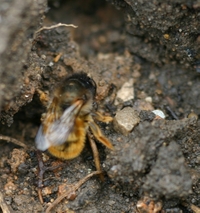 Red Mason Bee quarries for mud