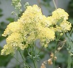 Thalictrum flavum used as a pollen source by bumblebees