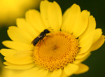 Solitary bee visits anthemis tinctoria