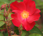 Rosa Scharlachglut will provide pollen for bees